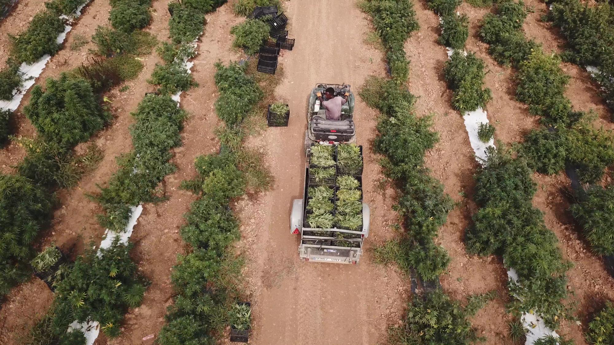 Campo de cannabis industrial